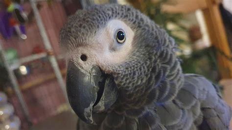 African grey parrot mocks man with chronic cough due to COPD: She ...