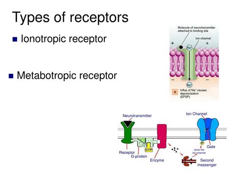 Action Potential Simple Steps 的图像结果