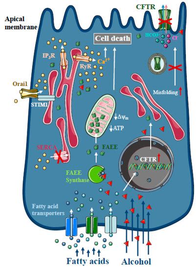 Intracellular Ca2+ Signalling in the Pathogenesis of Acute Pancreatitis ...