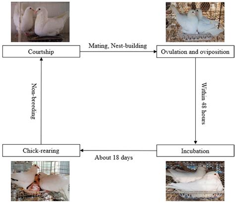 Pigeon Breeding Behavior
