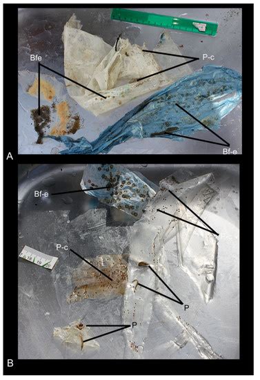 Amazing Discoveries of Benthic Fauna from the Abyssal Zone of Lake Baikal