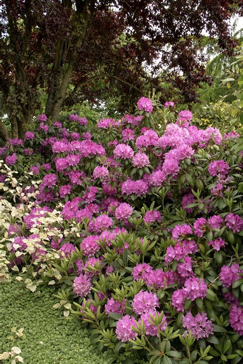 Roseum Elegans Rhododendron, Rhododendron x 'Roseum Elegans' (H-1)