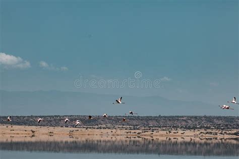 Bing Flamingo Wallpaper 的图像结果