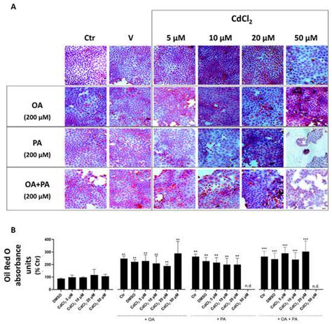 Melatonin as a Repairing Agent in Cadmium- and Free Fatty Acid-Induced ...