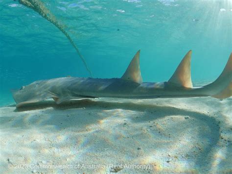 Shark or Ray? | Reef Authority