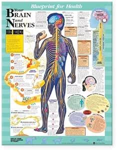 LWW Blueprint for Health Your Brain and Nerves Chart Laminated : Amazon ...