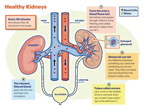 Kidney Function 的图像结果