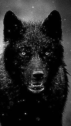 Black Wolf Wallpaper Iphone X by Iphone 6 Wallpapers Black Wolf Wolf Wallpapers Pro Black Wolf Wallpaper Iphone X