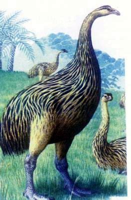 新西兰施工队意外挖出已灭绝的恐鸟骨骼 | 骨头 | 灭绝动物 | 考古 | 大纪元