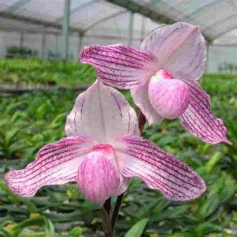 Path. niveum '2744 Selection' X Paph. stonei In - Charm - BM - TPS ...