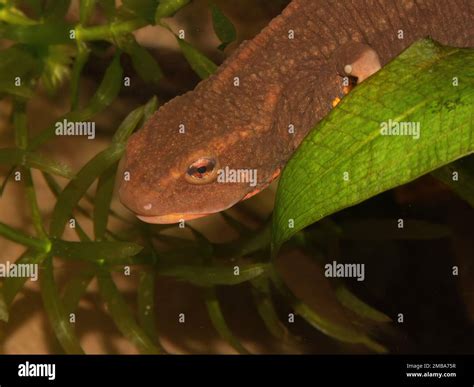 Detailed closeup on a bulky large aquatic female of the endangered Vietnamese Tam Dao Warty newt ...
