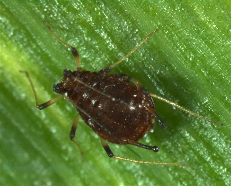 Pentalonia nigronervosa