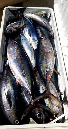 Abidjan Fishing Charter - All You Need to Know BEFORE You Go