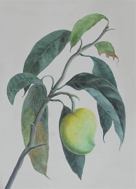 Mangoes as seen in Indian miniature paintings | Architectural Digest India