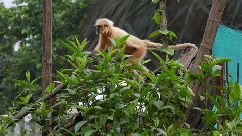 Assam Releases 7 Endangered Golden Langurs After Rescue From Wildlife ...