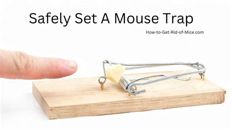 Image result for Setting Mouse Traps Tips