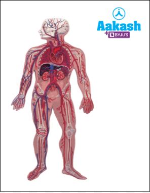 Organ and Organ System: Unicellular and Multicellular Organisms, Levels ...