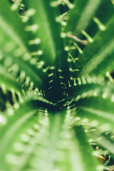 Close+Up+Fantasy Photos, Download The BEST Free Close+Up+Fantasy Stock ...