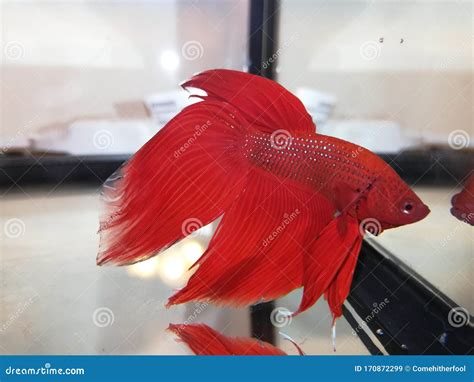 Betta Fish Male