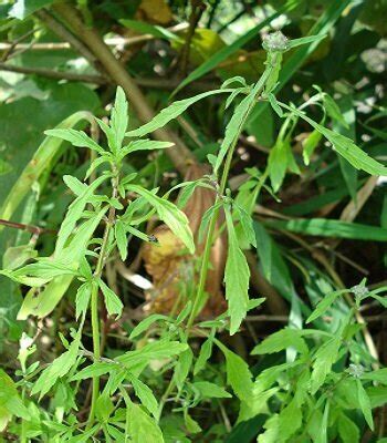 ATLAS of Medicinal Plants In Gandhamardan