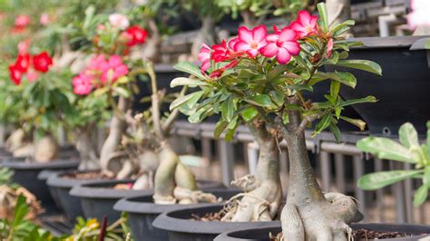 How To Grow And Care For Desert Rose Succulents