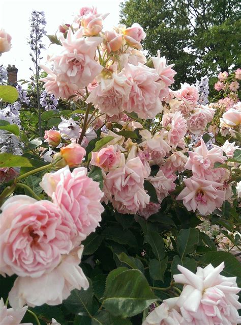Rosa 'Felicia' | Shrub roses, Flowering shrubs, Flower garden
