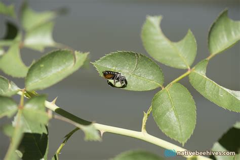 Discover the Fascinating World of Australian Native Bees: Tetragonula Carbonaria