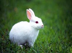 Image result for Albino Lion-Maned Bunny