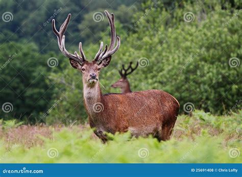 Red Stag Deer in an English Park Stock Photo - Image of stag, rustic ...