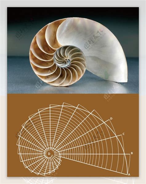 摄影黄金分割比例黄金分割比例是多少2022已更新今日资讯