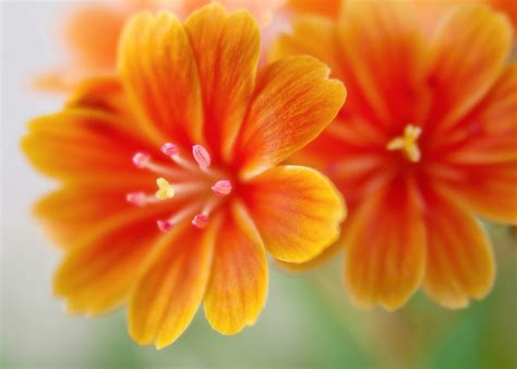 Orange Color Flower Hd Wallpapers | Best Flower Site