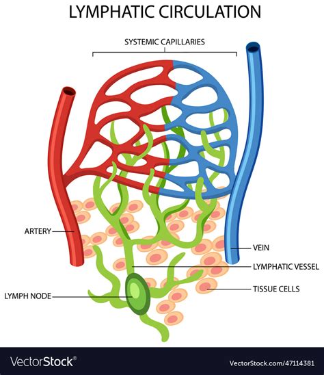 Image result for Lymphatic System Flow