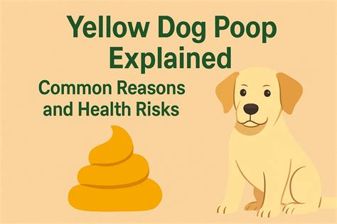 Yellow Dog Poop Explained: Common Reasons and Health Risks - The Care Dogs