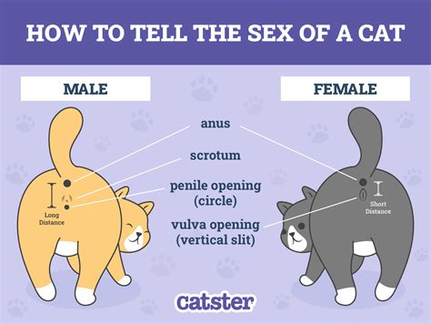Male Cat Genitalia