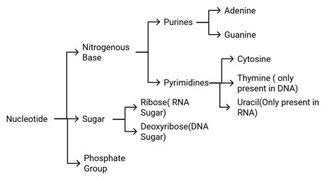 The DNA and Packaging of DNA Helix - Biology Class 12 - NEET PDF Download