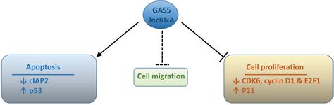 Molecular and Cellular Mechanisms of Action of Tumour Suppressor GAS5 ...