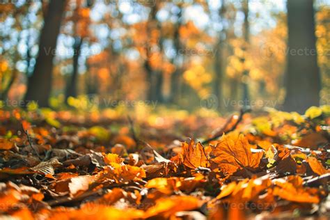 Fall Nature 的图像结果