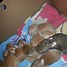 Image result for Florida Newborn Bunnies