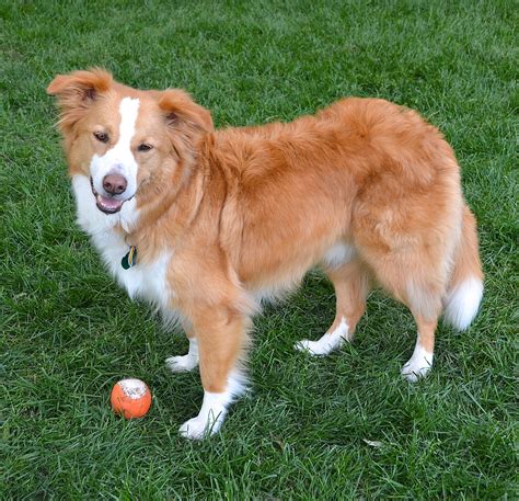 English Shepherd Beautiful