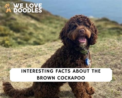 15 Interesting Facts About The Brown Cockapoo!