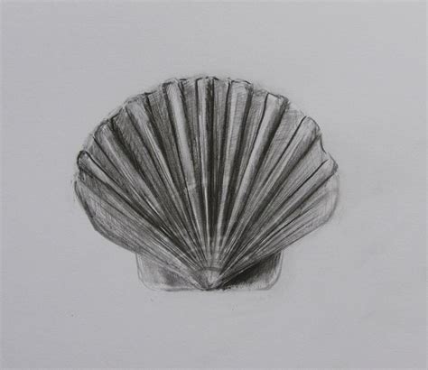 Scallop Shell Drawing 的图像结果