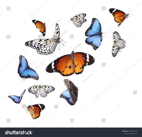 Butterfly Group