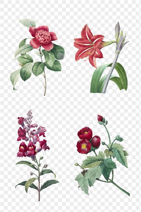 Botanical png red flower art | Premium PNG - rawpixel
