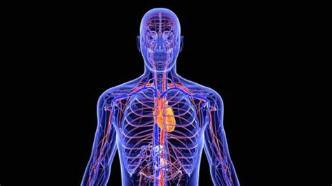 Human Circulatory System Medically Accurate Animation Stock Footage Video (100% Royalty-free ...