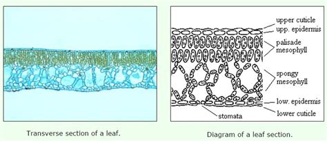 Draw a neat diagram of longitudinal section of a leaf - Brainly.in