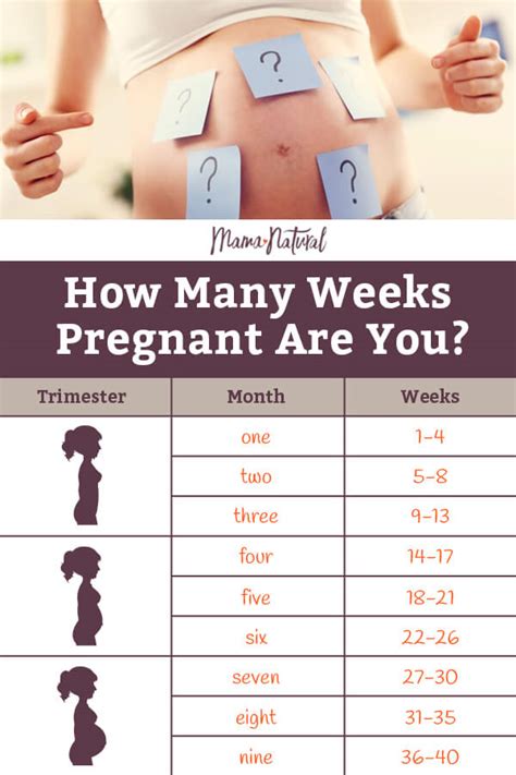 How Many Months Is 25 Weeks Pregnant Chart