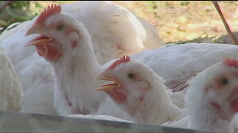 Bird flu impacts 931K chickens in Darke County, suspected in dead Ohio ...