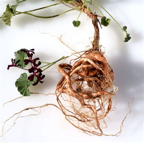 3 Ways to Overwinter Your Geraniums (Pelargoniums) - A Step-by-Step Guide