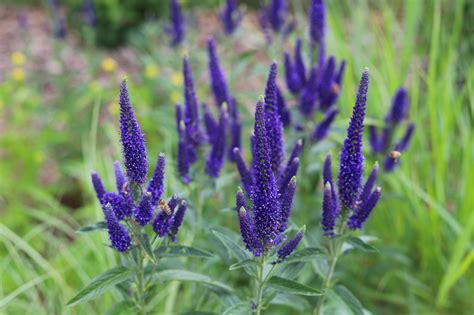 15 Best Perennial Plants with Purple Flowers