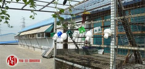 阳台外鸽舍--小小鸽子笼-中国信鸽信息网相册